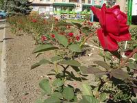 Донецк - город роз