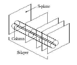 Figure 2: Hypercolumns within an S-layer