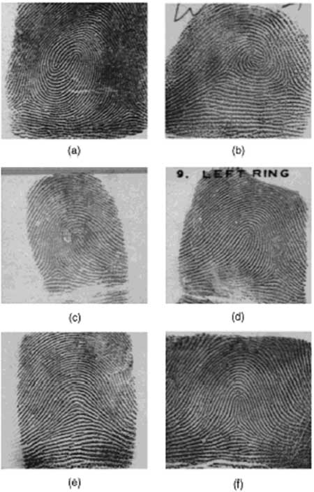 Major fingerprint classes.