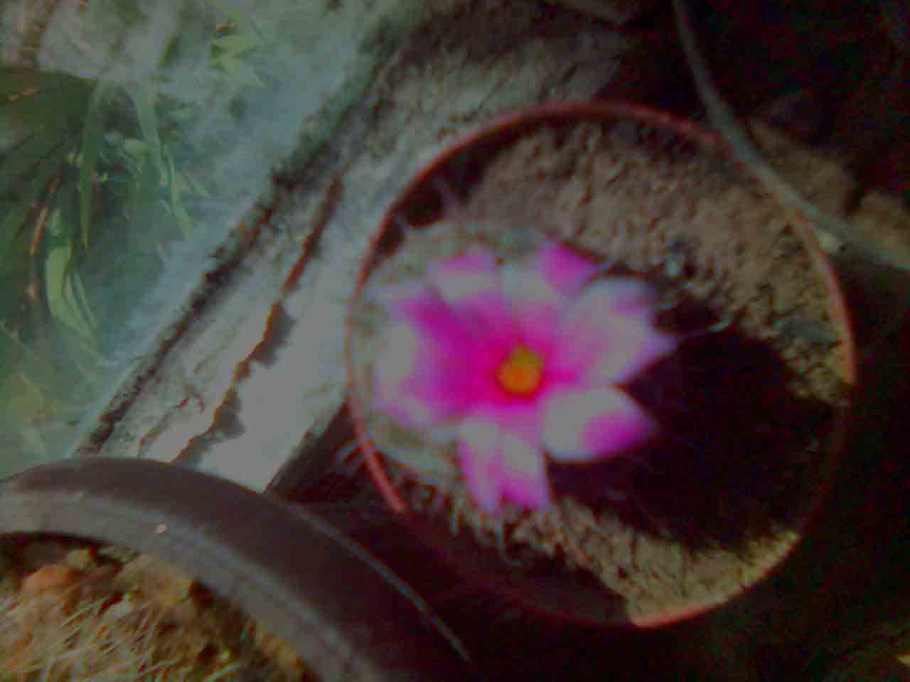 Mammillaria Sheldona