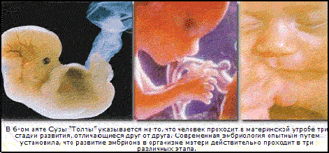 Рисунок 5. Три различных эмбриональных фаз http://www.miraclesofthequran.com/index.php