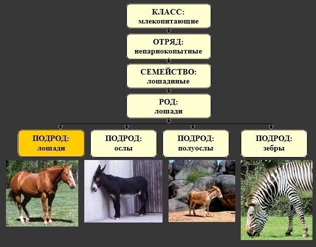 Иерархия рода лошадей