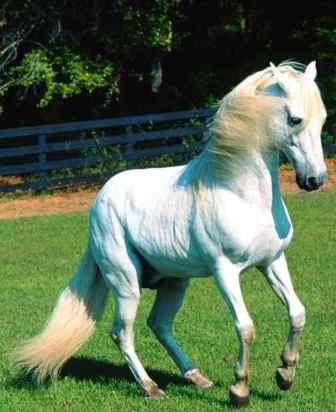 Белый конь. Фото взято с сайта zastavki.com