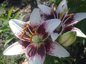 lily2