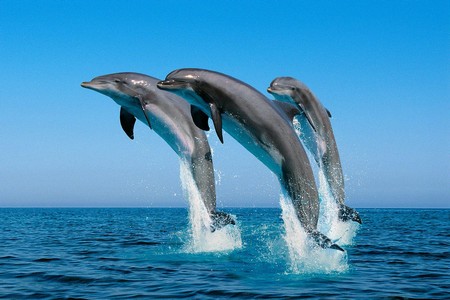 Рисунок 3 - Дельфины
