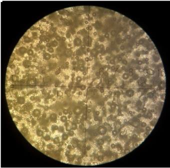 Emulsion explosives under the microscope