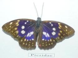 Pieridae