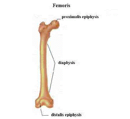 Types of hip fractures