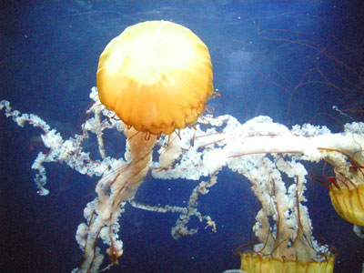 Медузы в аквариуме