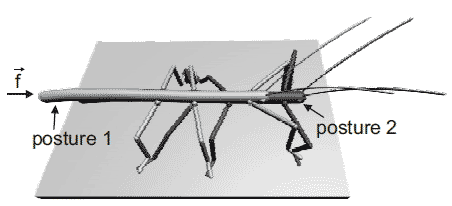 Figure 1 – A stick insect in two postures. In the left posture 1 (light gray) no