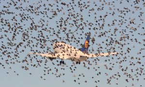 Flock of birds interferes with the takeoff of the aircraft