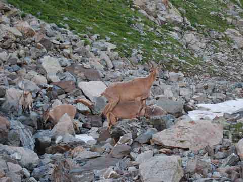 Mountain goats near pass of Poachers