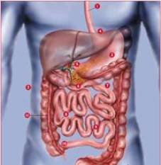 Le schéma général de l'appareil digestif de l'homme