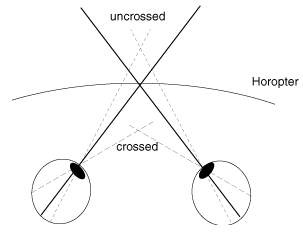 The projections of the disparity and corresponding points on the retinas or the projective plane of cameras