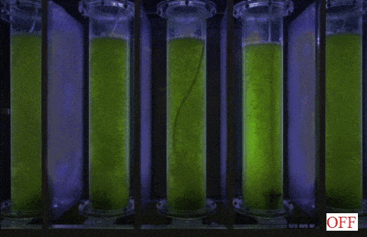 Cultivation of microalgae