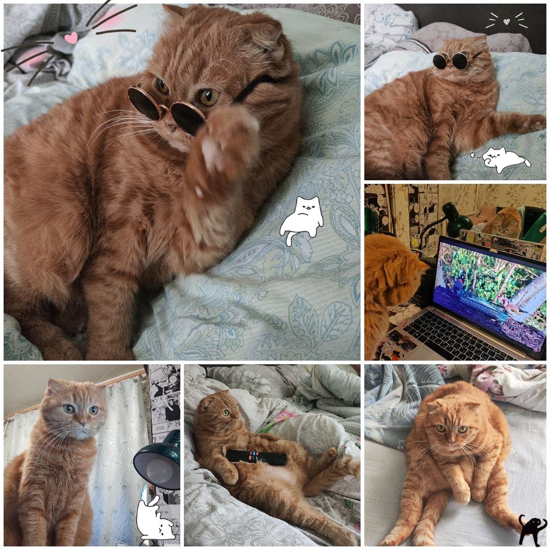 Моя кошка Моша