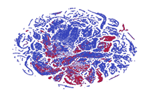 T-SNE embedding of vertex-wise features